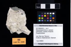 Foto (Objekt + Etikett) von Mesoparapylocheles sp.  (NHMW-GEO-2017-0093-0013)